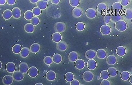 Microscopia de campo escuro